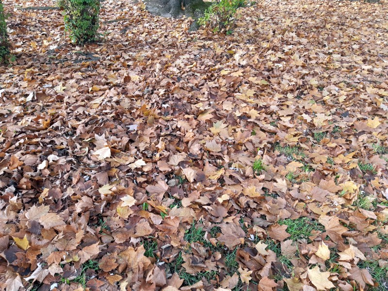Opadłe z drzew jesienne liście.