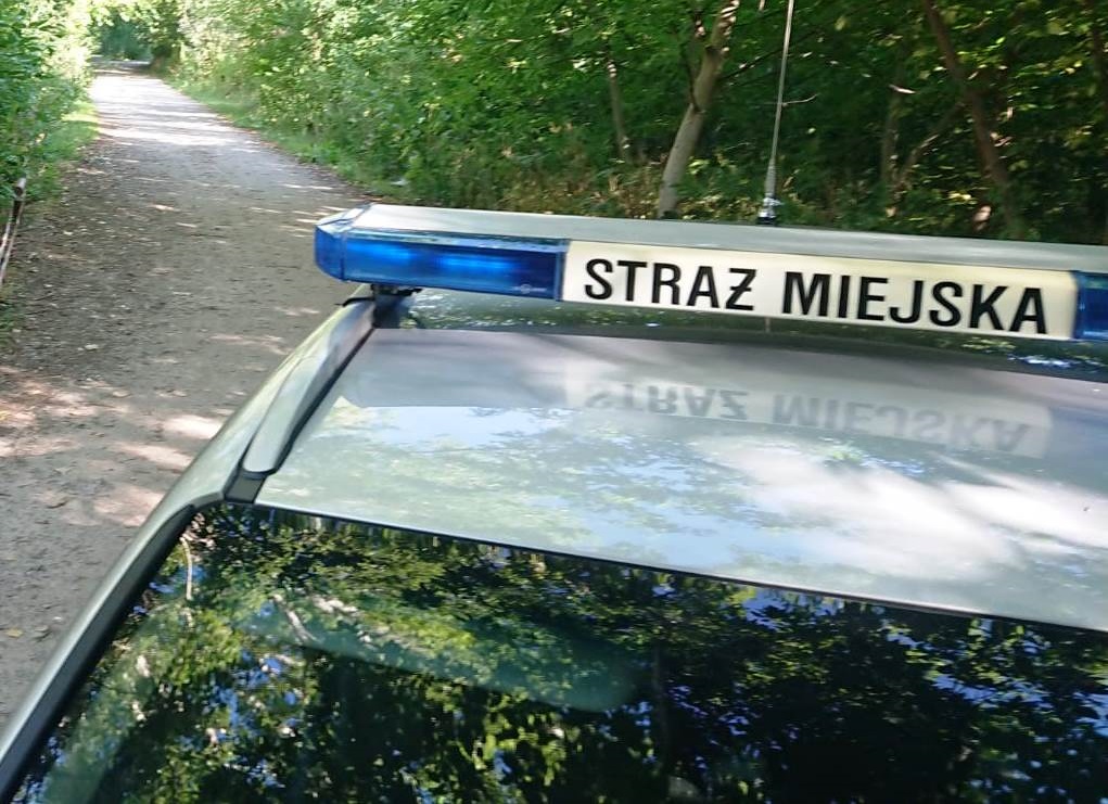 Radiowóz straży miejskiej przy wjeździe na tereny parkowo-leśne. Zdjęcie poglądowe.