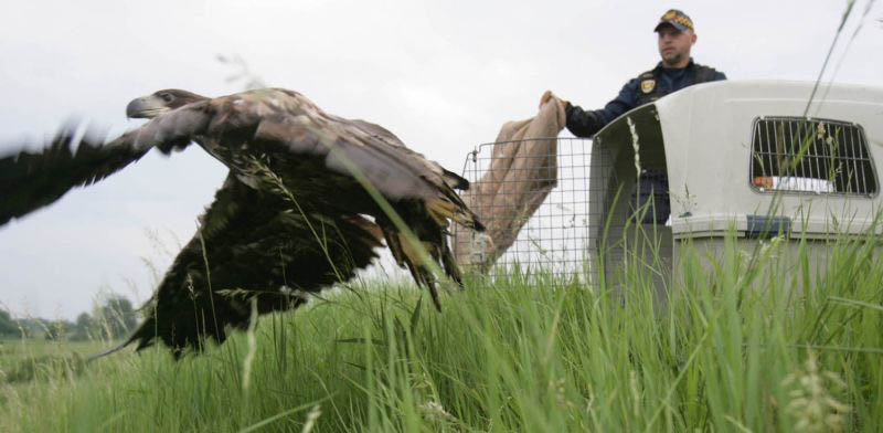 2016 09 Strażnicy miejscy z Eko Patrolu wypuszczają do środowiska orła