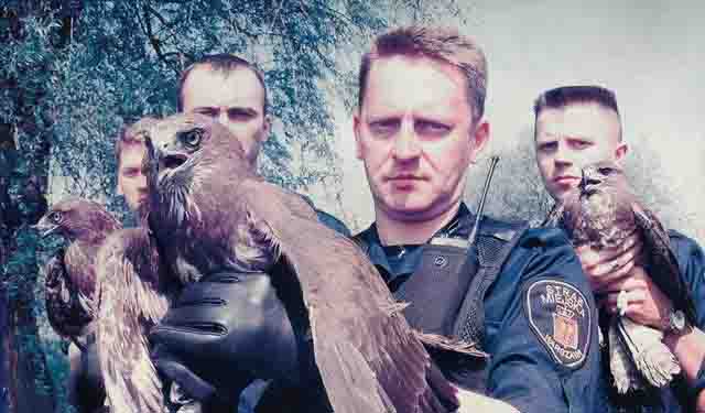 2016 09 Strażnicy z Eko Patrolu uwalniają dzikie ptaki drapieżne do środowiska naturalnego zdjęcie archiwalne