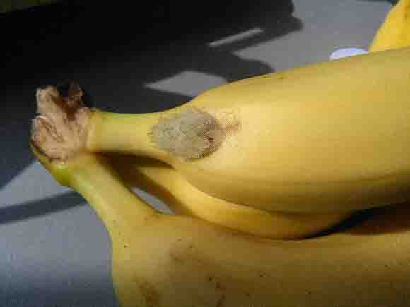 2016 09 banan