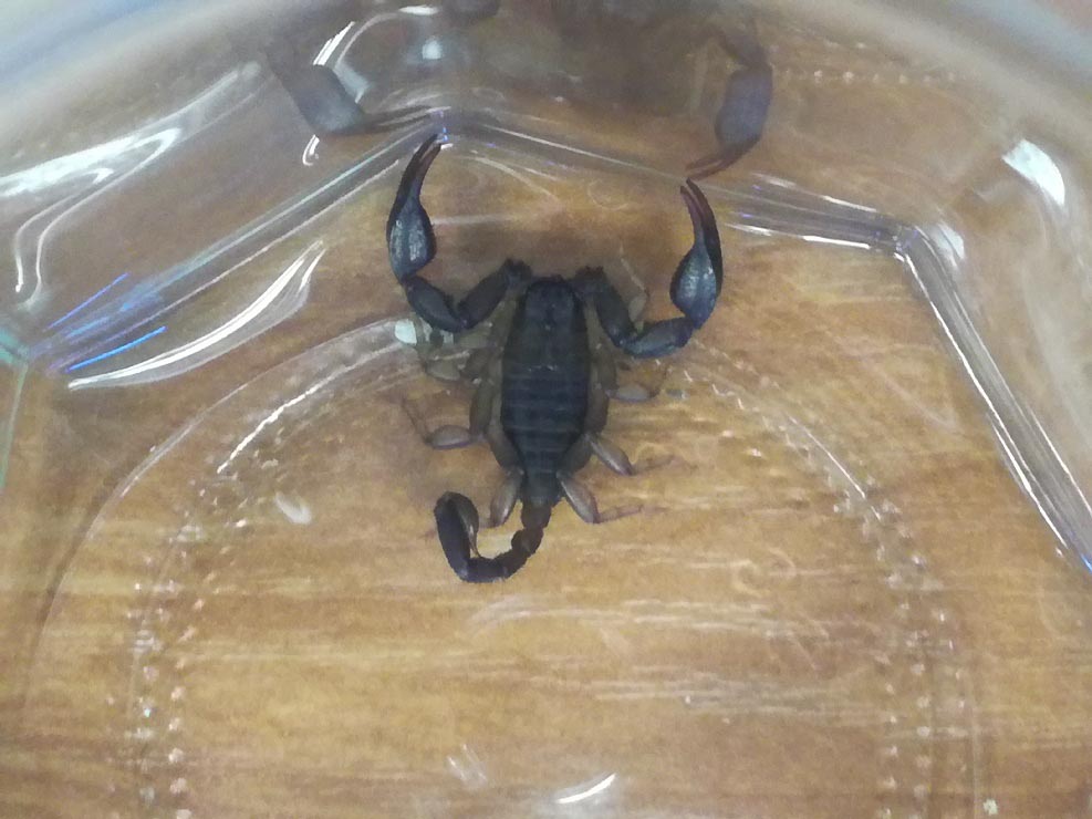2018 07 26 skorpion 1