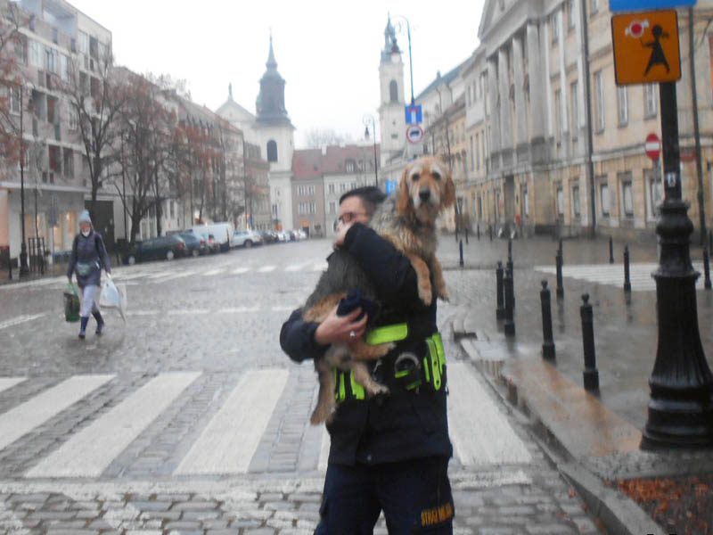 Odnaleziony pies na rękach strażnika
