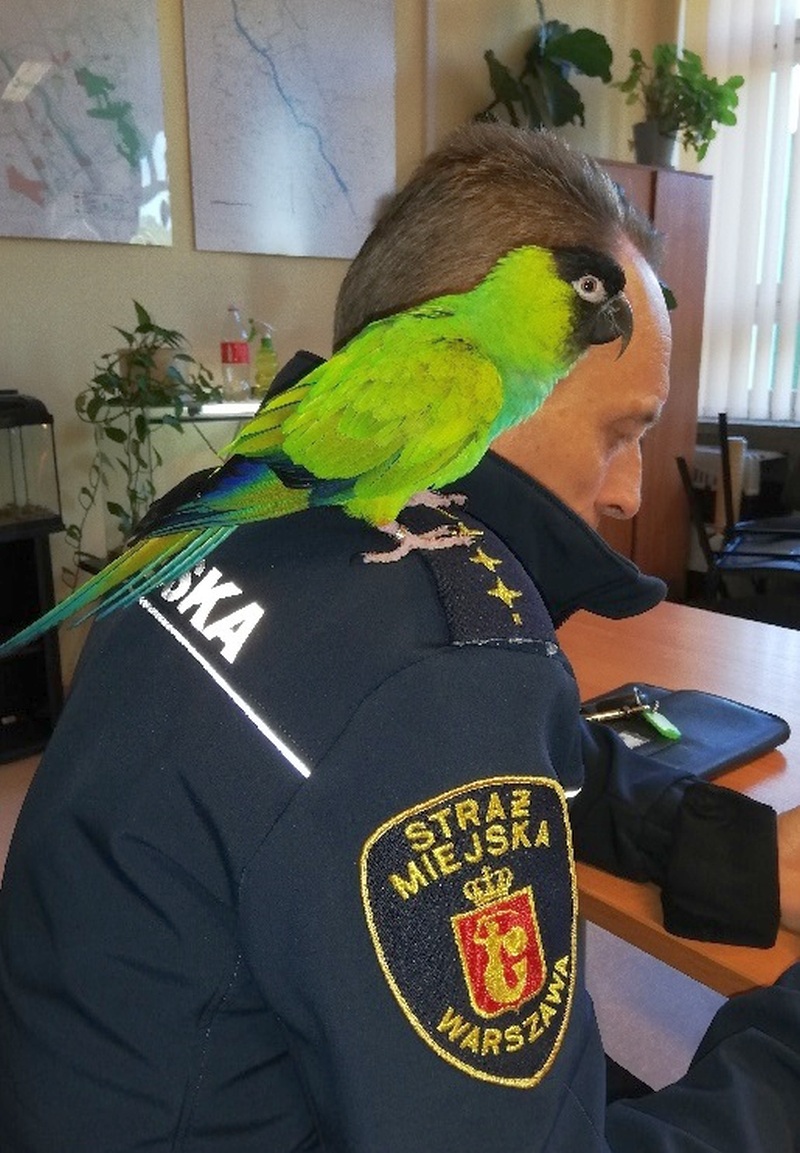 Zielonoczarna papuga z długim ogonem siedzi na prawym ramieniu strażnika miejskiego