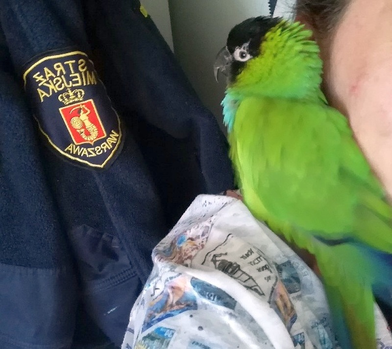 Zielona papuga z czarnym łebkiem przytula się do szyi osoby trzymającej ją na ramieniu. W tle kurtka straży miejskiej