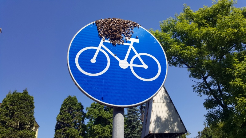Pszczoły siedzące na znaku drogowym