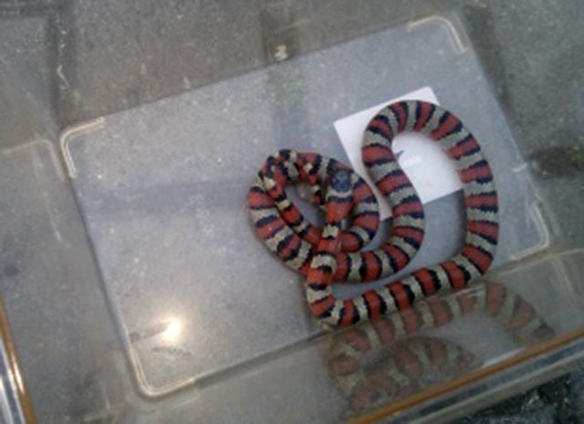 Zwinięty wąż leżący w przezroczystym pudle