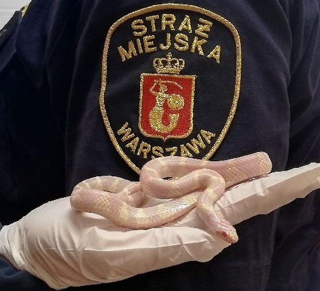 Wąż zbożowy trzymany na dłoni strażnika miejskiego