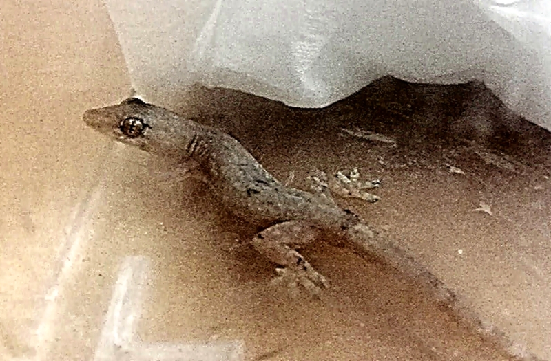 Gekon znaleziony w bagażu, schwytany przez strażników miejskich.