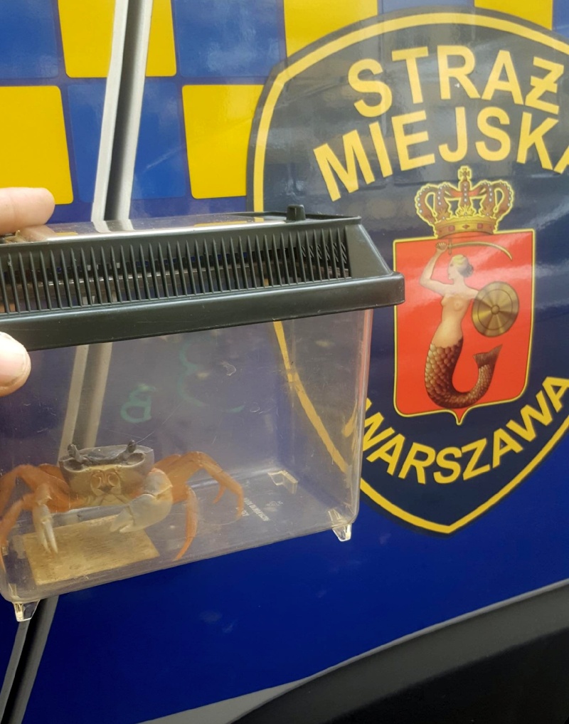 Krab tęczowy schwytany podczas interwencji Ekopatrolu. W tle drzwi radiowozu straży miejskiej.