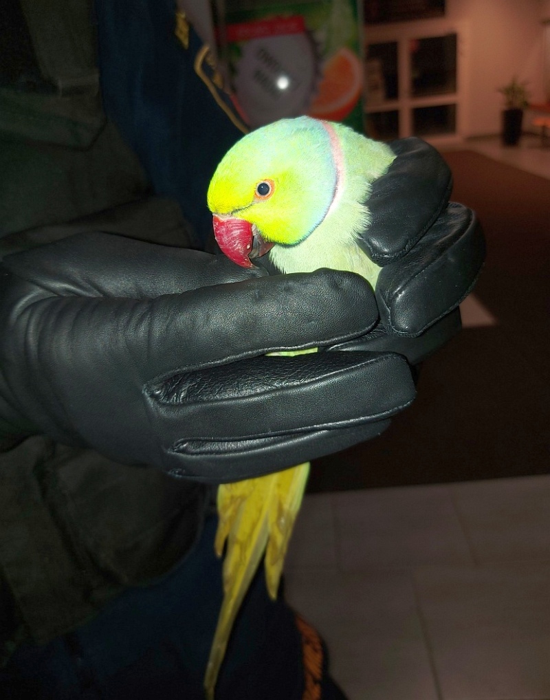 Zdjęcie z interwencji: zielonożółta papuga z czerwonym dziobem trzymana przez strażnika miejskiego w rękawiczkach.