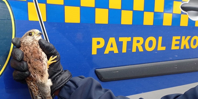 Ranna pustułka w ręku strażnika miejskiego na tle bocznej ściany radiowozu Straży Miejskiej (Patrol Eko).