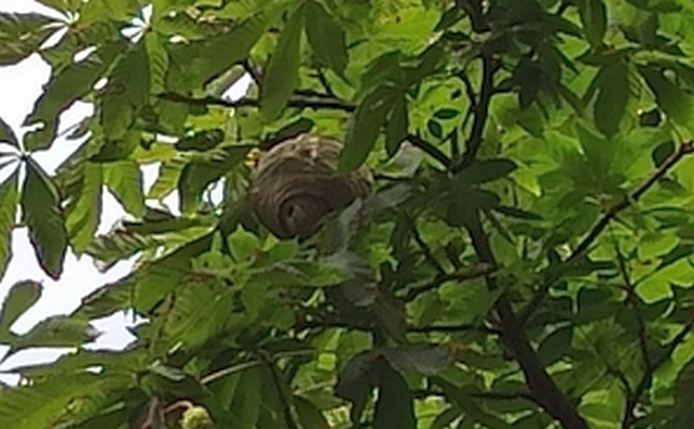 Gniazdo os na drzewie przy Króla Maciusia.