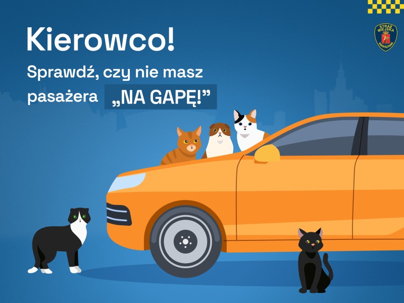 Infografika przedstawiająca grupę kotów różnych maści i rozmiarów przy pomarańczowożółtym samochodzie. W lewym górnym rogu napis: "Kierowco! Sprawdź, czy nie masz pasażera na gapę!"