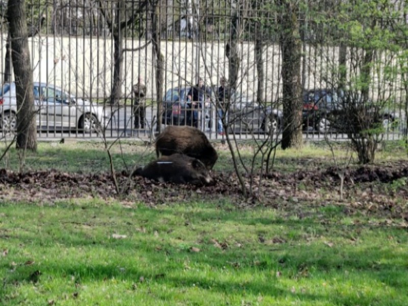 Dziki w parku Krasińskich