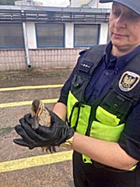 Jedna z uratowanych kaczek w rękach strażniczki miejskiej.
