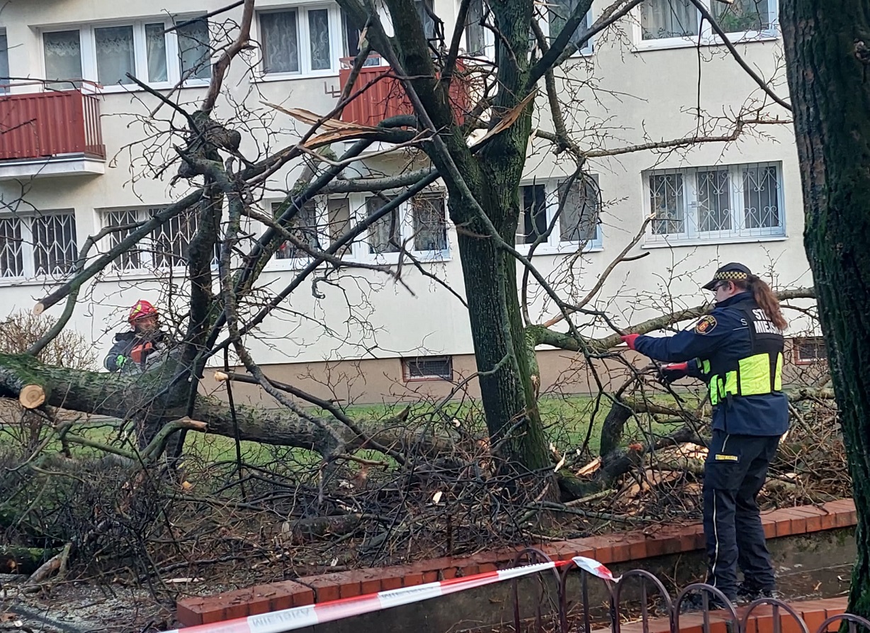 Strażnik miejski zabezpiecza miejsce powalenia się drzewa na osiedlu bloków. Oryginalne zdjęcie z interwencji.