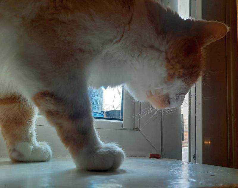 Zdjęcie ilustracyjne: kot z rudymi łatami na parapecie okiennym.