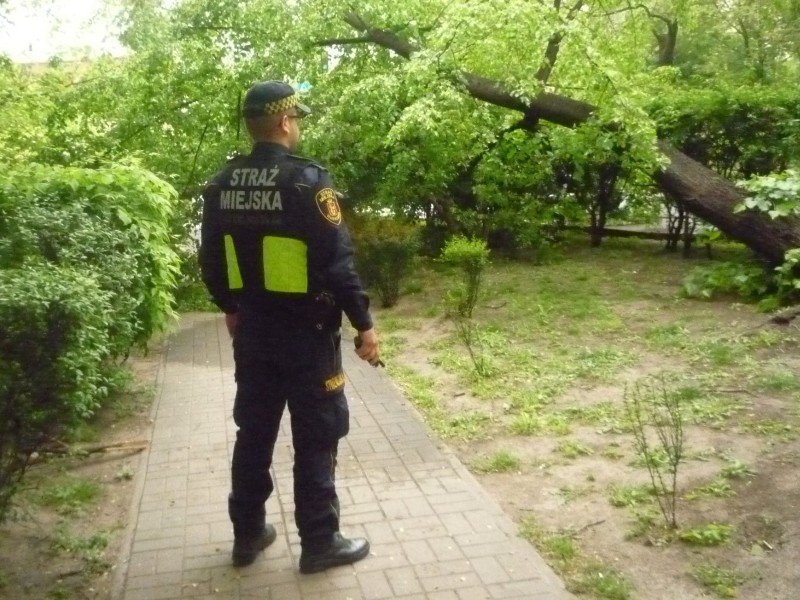 Strażnik stojący na ścieżce w parku, obserwujący teren- zdjęcie ilustracyjne