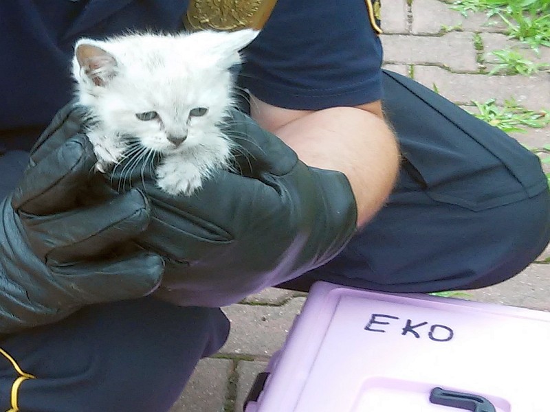 Zdjęcie ilustracyjne: białe kocię trzymane przez strażnika z Ekopatrolu w rękawicach ochronnych.