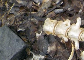 Fragment szkieletu znalezionego przy Zabranieckiej