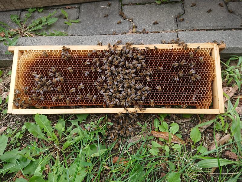 Pszczoły na ramce pszczelarskiej leżącej na trawniku obok chodnika przy Ostrobramskiej.