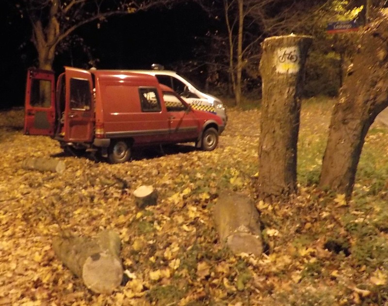 Zdjęcie z interwencji: na pierwszym planie ścięte kłody drewna, w tle czerwony samochód dostawczy oraz stojący za nim radiowóz straży miejskiej.