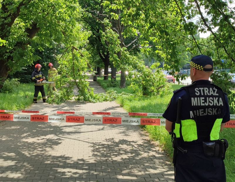 Strażnik miejski zabezpieczający wygrodzone taśmą miejsce zdarzenia. W tle strażacy pracują przy usuwaniu konaru drzewa zwisającego nad chodnikiem.