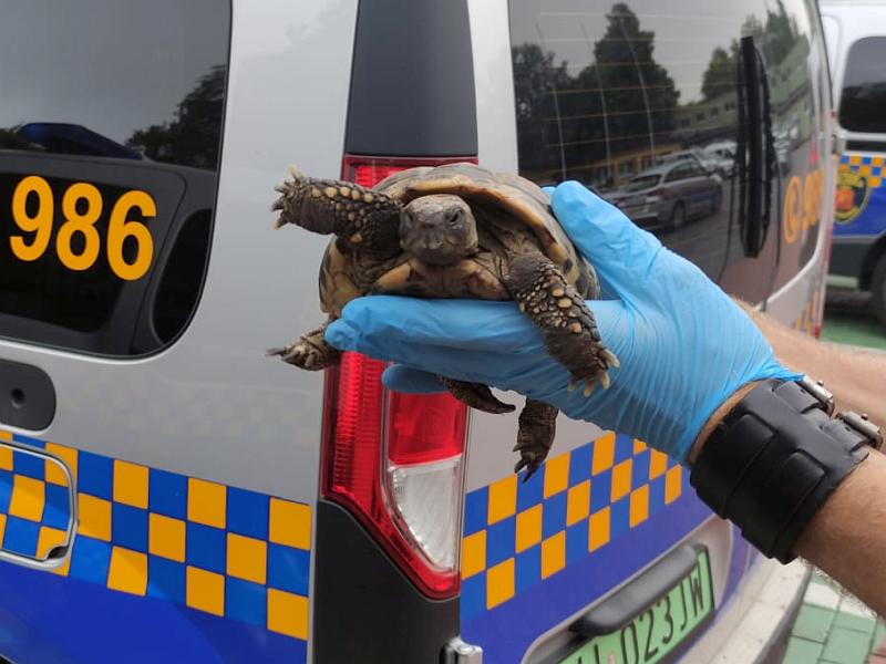 Żółw trzymany w rękach strażnika, w tle radiowóz Ekopatrolu Straży Miejskiej.