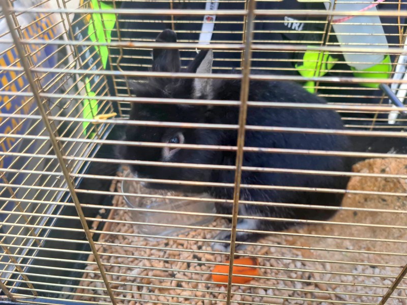 Czarny królik w klatce
